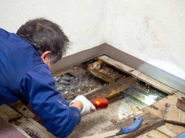 Mold Testing and Removal in Angola, IN