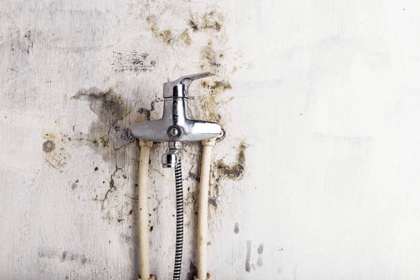 Best Mold Damage Repair  in Angola, IN