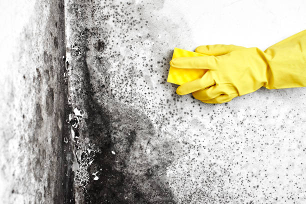 Best Mold Cleaning Services  in Angola, IN