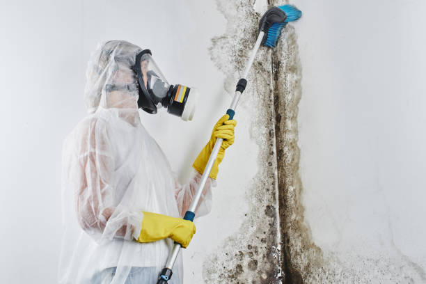 Best Home Mold Removal  in Angola, IN