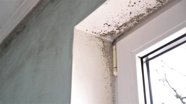 Best Black Mold Removal  in Angola, IN