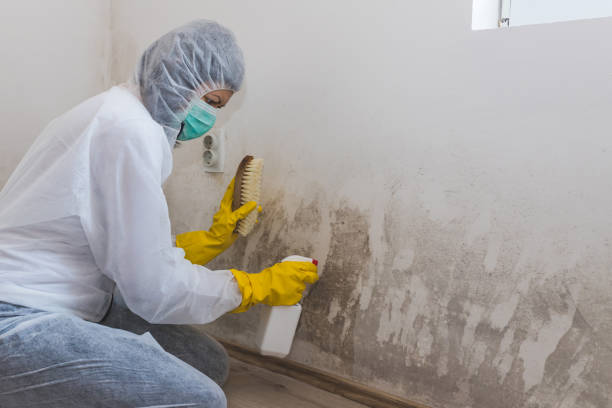 Mold Removal Process in Angola, IN