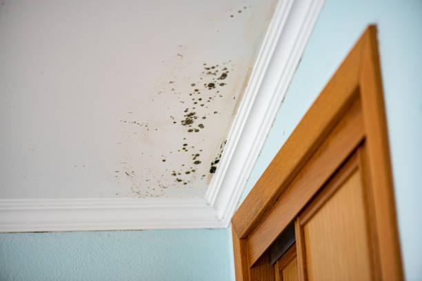 Trusted Angola, IN Mold Removal Experts