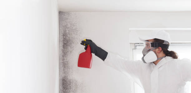 Best Commercial Mold Removal  in Angola, IN