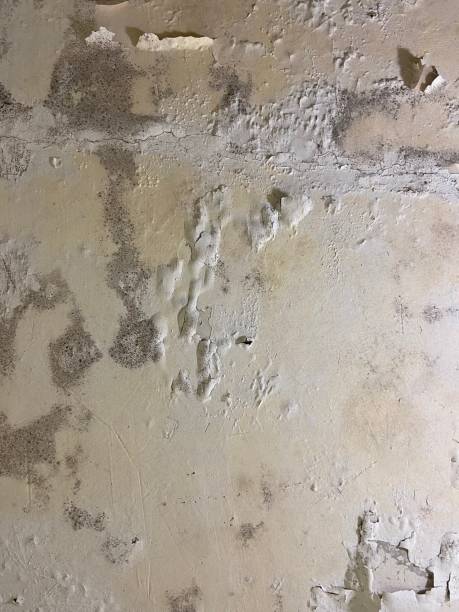 Best Emergency Mold Removal  in Angola, IN